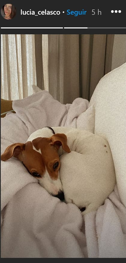 La joven no se defendió de las acusaciones y compartió en sus historias una foto de su perro (Instagram)