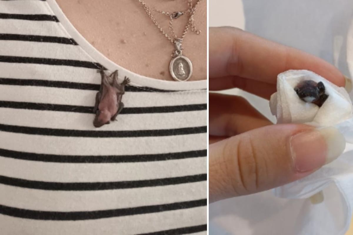 La joven usuaria de Twitter se encariñó con el murciélago bebé y lo llamó Moco