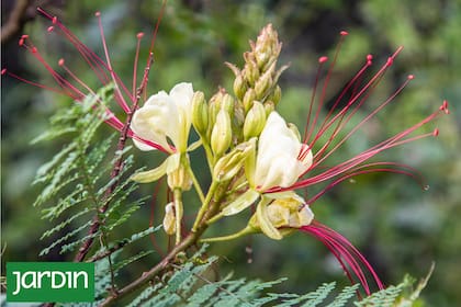 La joya botánica que merece un lugar en los jardines y terrazas actuales