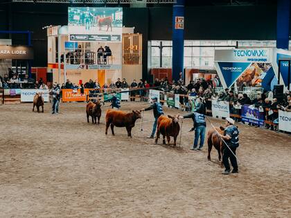 La Jura Angus en la pista indoor