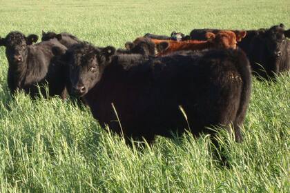 La Justicia está investigando el hecho denunciado por el productor Eduardo Ezcurra