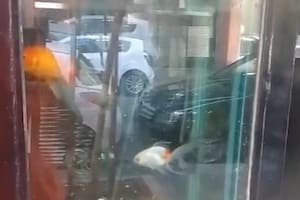 Rescataron dos peces de un local de sushi y el responsable recibió una probation