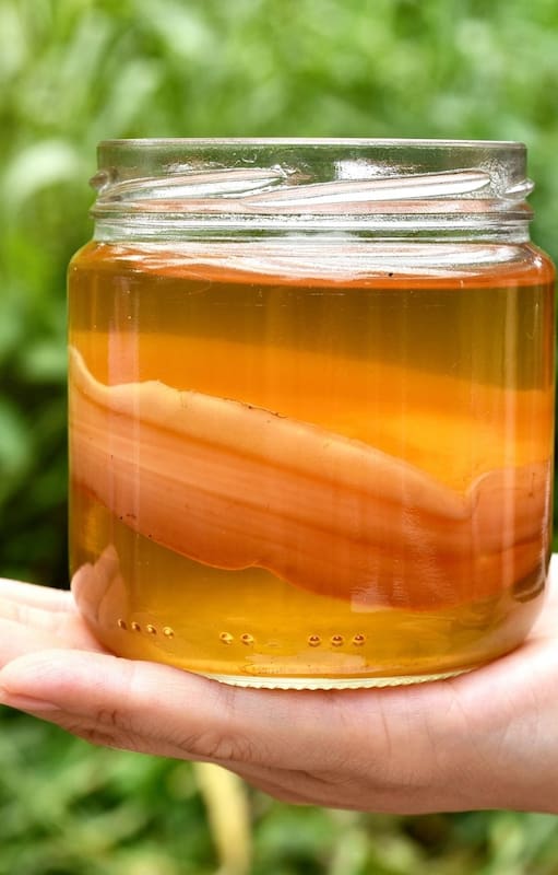 La kombucha está llena de probióticos naturales beneficiosos para el intestino y el sistema inmunológico