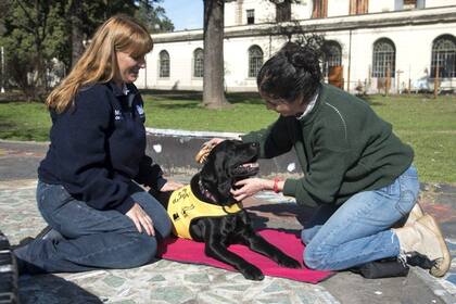 La labradora Gaita, en los jardines del Hospital Alvear