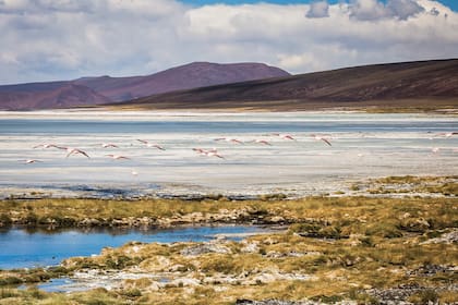 La Laguna Brava está considerada reserva natural por ley provincial