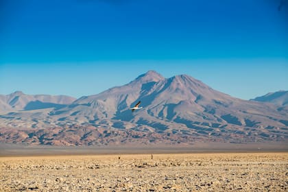 La Laguna de Chaxa, parte del Salar de Atacama.