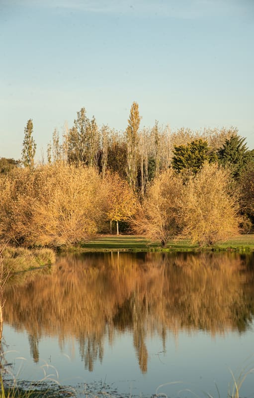 La laguna no solo atrae mucha fauna al lugar, sino que también refleja árboles que la rodean, como los sauces mimbre, los álamos piramidales y los plátanos.