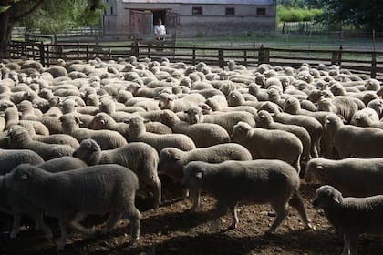 La lana de las ovejas patagónicas es apreciada en el mercado internacional
