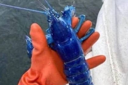 La langosta azul es una variante muy rara del crustáceo. Días atrás, un pescador encontró una, pero la devolvió al océano. Crédito: Captura Twitter @LarsJohanL
