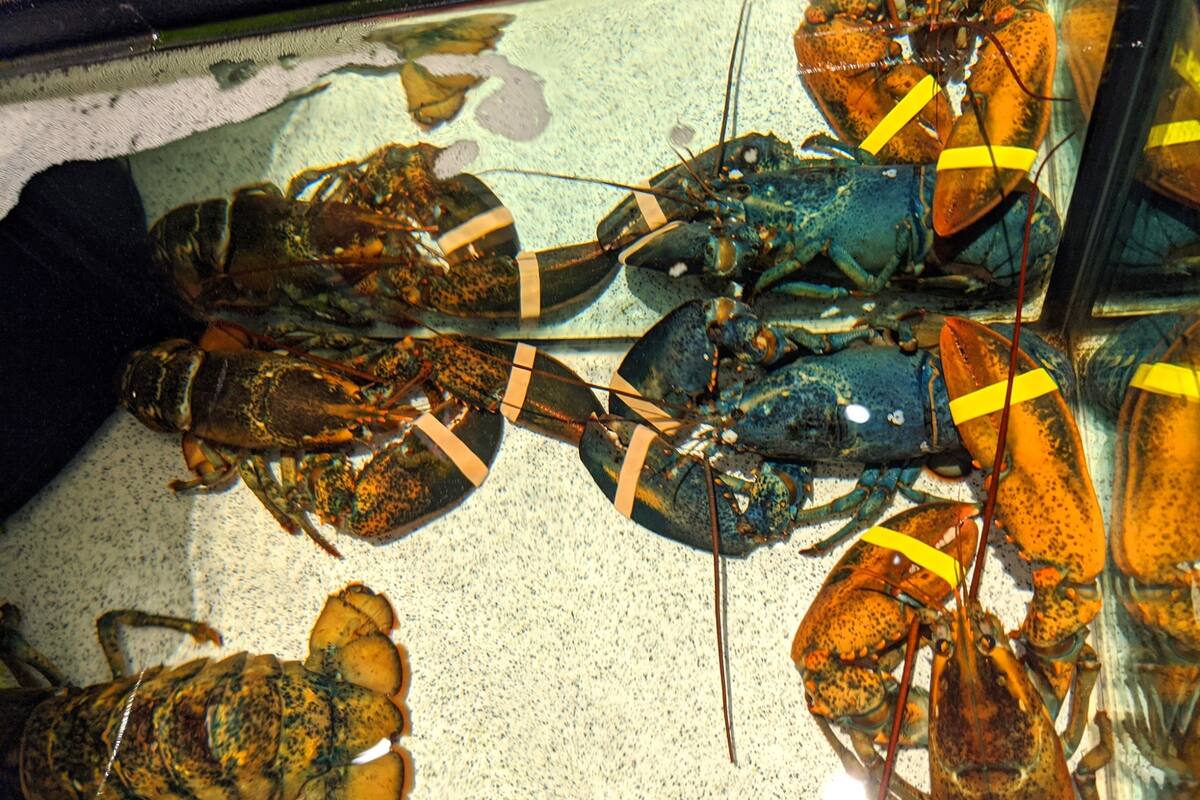 La langosta azul fue donada a un acuario por la cadena de restaurantes de mariscos Red Lobster (Facebook)