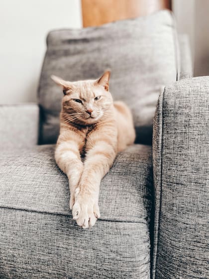 La lateralidad podría estar relacionada con la personalidad de los gatos