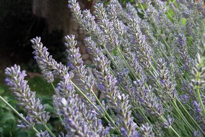 La lavanda, además de tener uno de perfume exquisito, también ayuda a repeler mosquitos