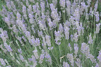La lavanda es un subarbusto de 50 cm a 1 m de altura.