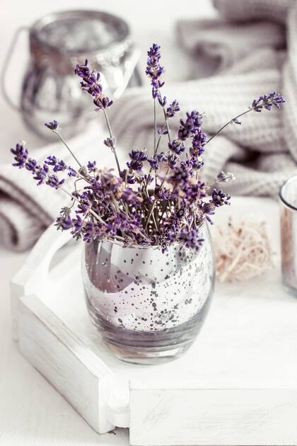La lavanda puede ser un bálsamo natural que reduce el estrés y mejora la calidad del sueño