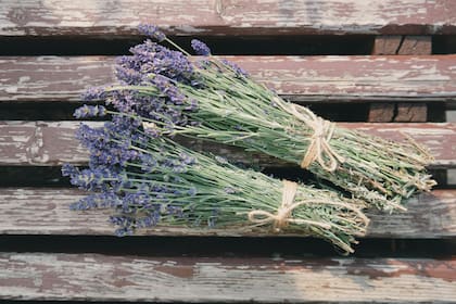 La lavanda puede ser una excelente opción para repeler ratones.
