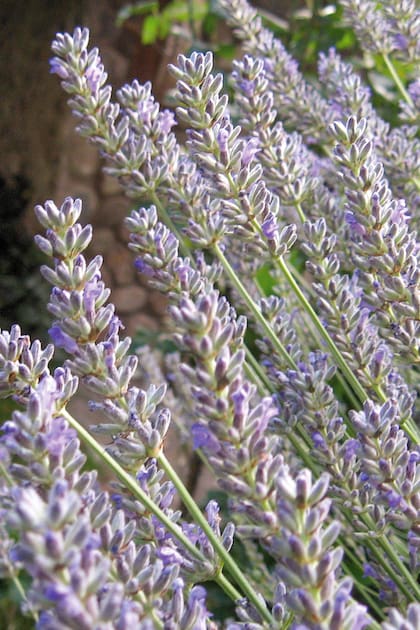 La lavanda también tiene propiedades que ayudan ahuyentar a los mosquitos