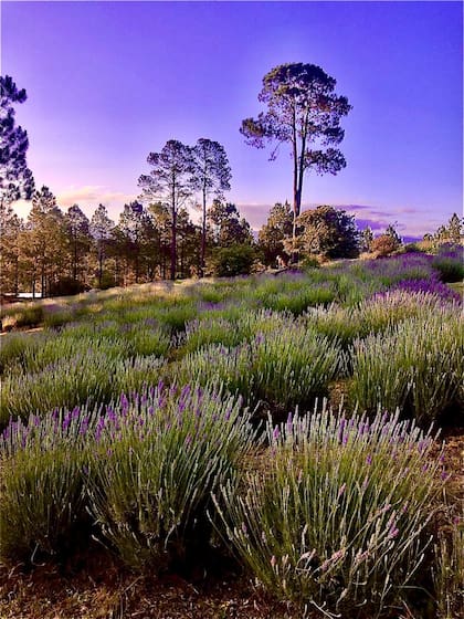 La lavanda tiene muchas propiedades: es analgésica, antineurálgica, antiinflamatoria, antiséptica