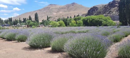 La lavanda tiene múltiples propiedades fascinantes para mejorar la salud y el bienestar