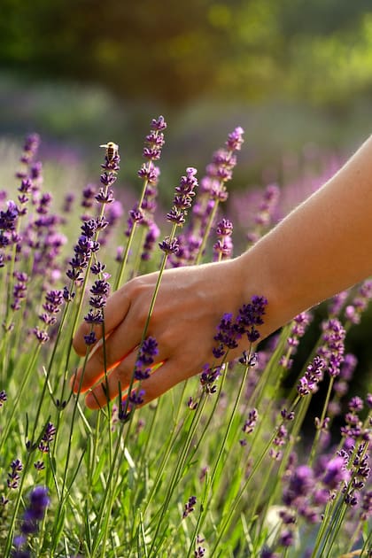 La lavanda tiene un aroma agradable para las personas, pero no para las cucarachas