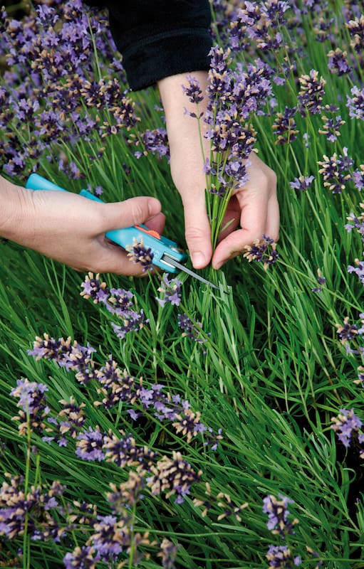 La lavanda tiene uno de los perfumes más exquisitos del universo de las aromáticas.