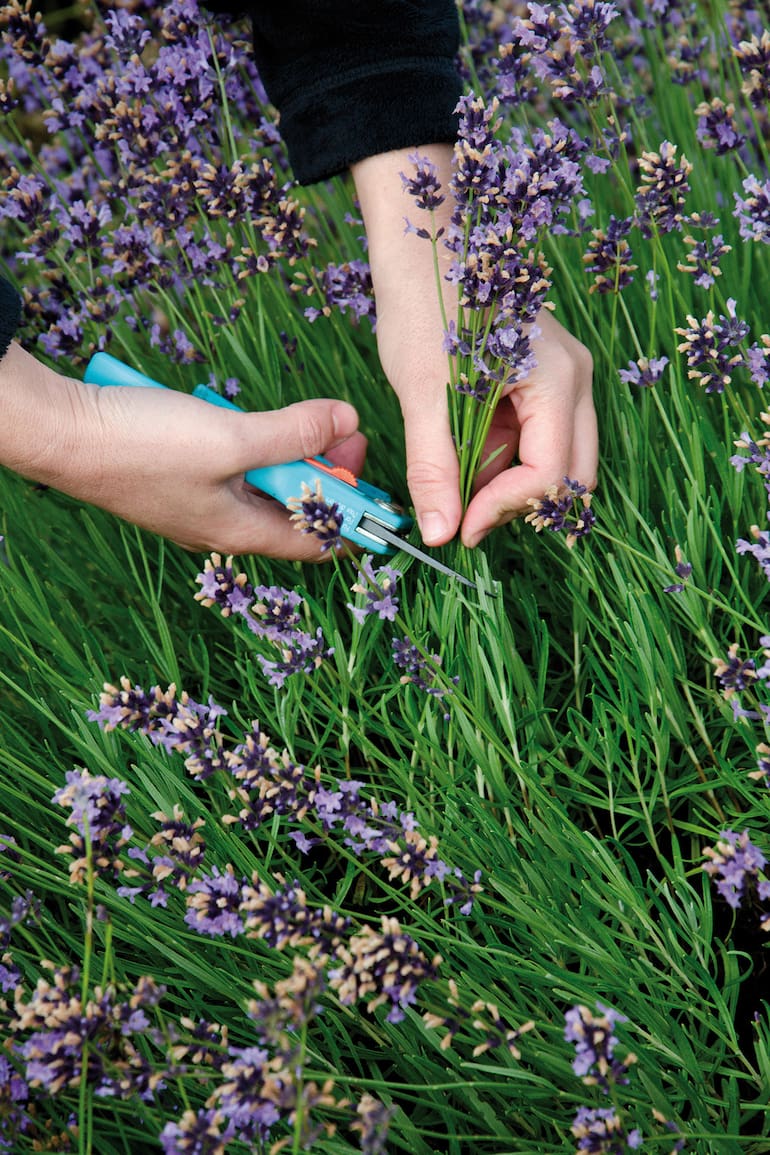 La lavanda tiene uno de los perfumes más exquisitos del universo de las aromáticas.
