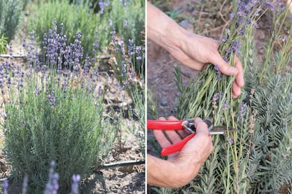 La Lavandula angustifolia en pie y el corte a mano, primer paso de la cosecha.