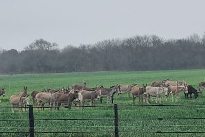La leche de burra tiene un nivel muy bajo de caseína y una digestibilidad mucho más fácil que la de vaca
