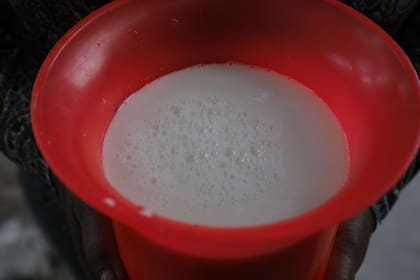 La leche recién ordeñada de Pedro