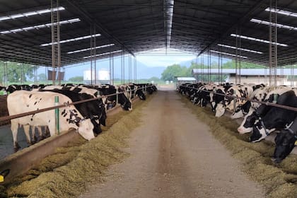 La lechería a galpón permite mayor bienestar a los animales