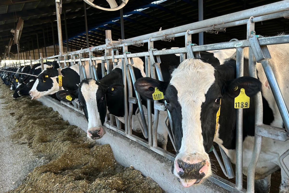 La lechería arranca 2026 con rentabilidad negativa en el eslabón primario