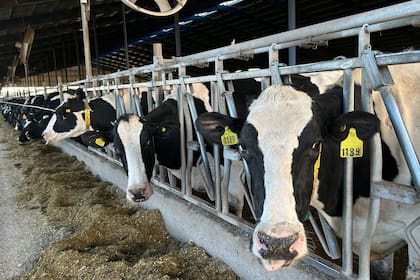 La lechería arranca 2026 con rentabilidad negativa en el eslabón primario