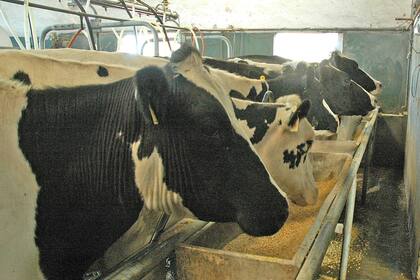 La lechería, con mejoras en el negocio