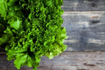 La lechuga es considerada una herramienta fundamental para quienes necesitan conciliar el sueño por las noches.