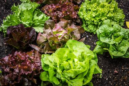 La lechuga es un 95% agua y rica en vitaminas A, C y K