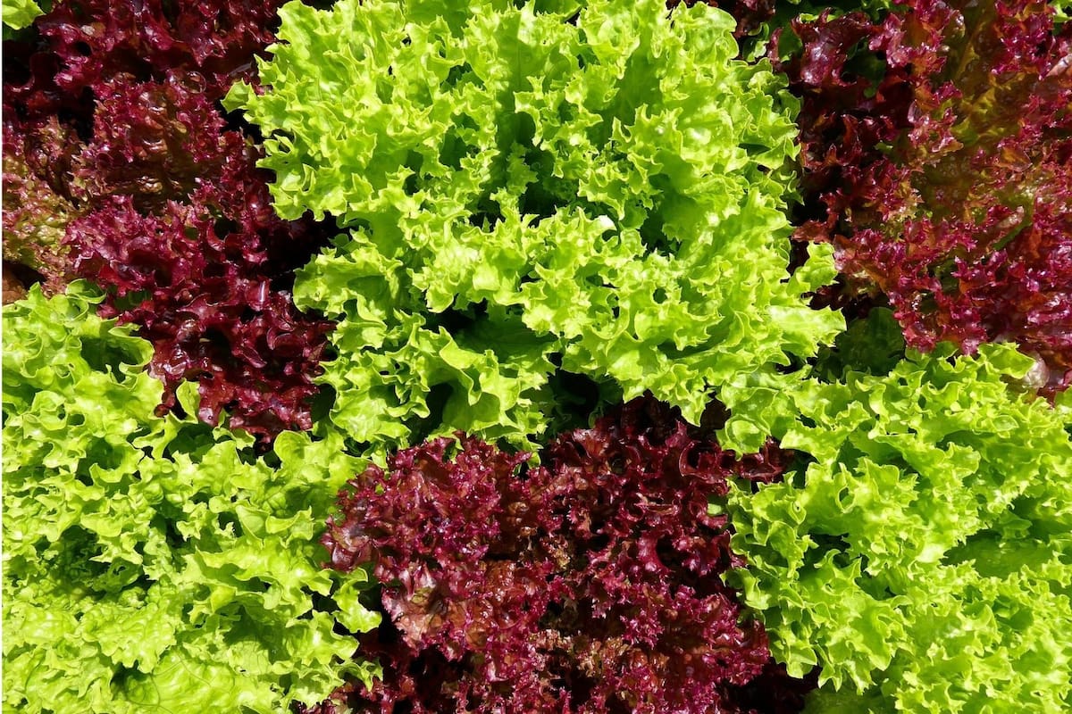 La lechuga es un aliado para combatir las enfermedades renales