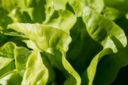 La lechuga es una planta que favorece al organismo