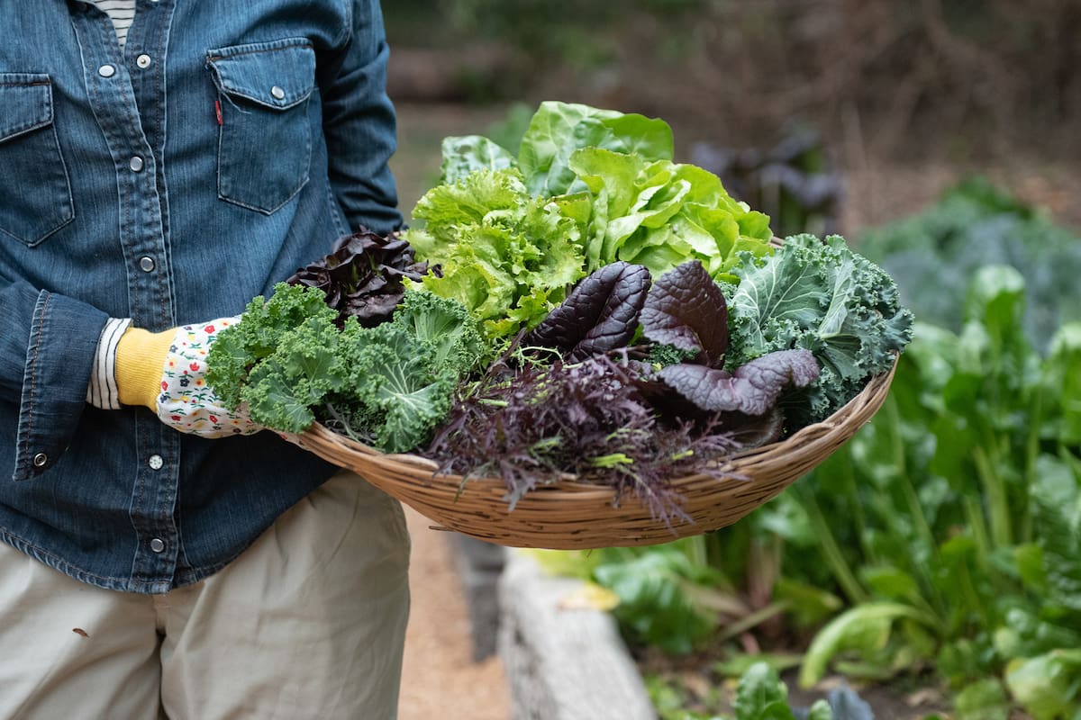 La lechuga mantecosa es rica en fibra y en vitaminas antioxidantes como la vitamina A (contiene provitamina A), C y E. Además, contiene vitaminas del grupo B como los folatos (B9), B1, B2 y B3 y también vitamina K