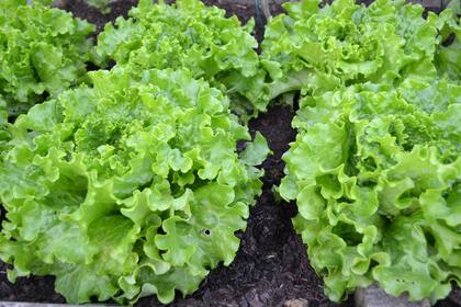 La lechuga retrocedió un 25,3%, a $3020,43 el kilo
