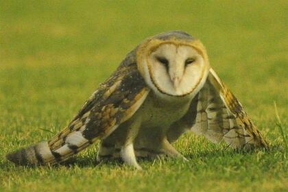 La lechuza más famosa del mundo