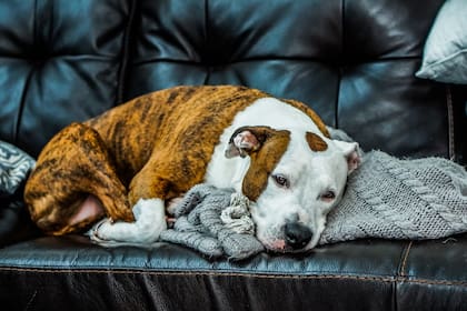 La legislación actual en Independence obliga a que los pitbulls permanezcan confinados en sitios cerrados