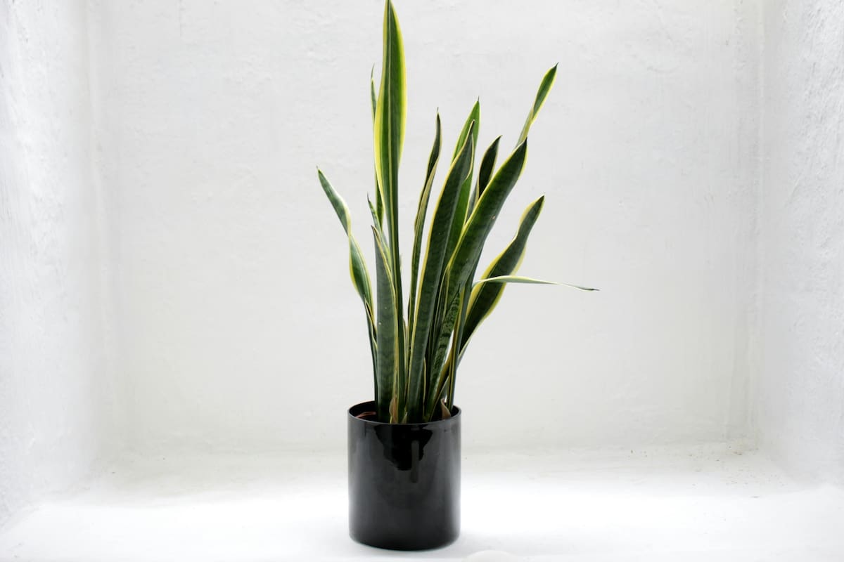 La lengua de suegra es una de las plantas más comunes en los hogares