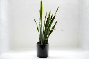 La lengua de suegra es una de las plantas más comunes en los hogares