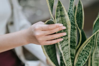 La "lengua de suegra" es una de las plantas más elegidas por los argentinos