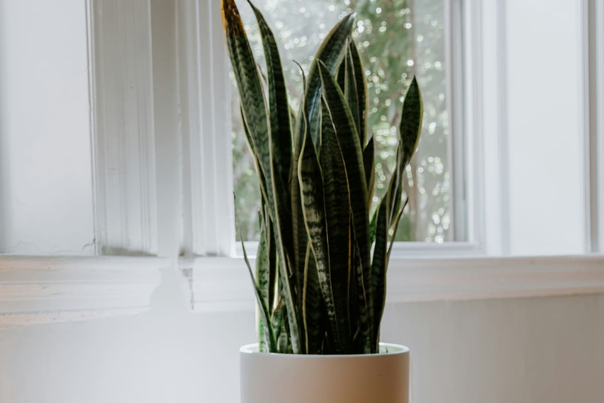 La lengua de suegra es uno de los clásicos de los hogares