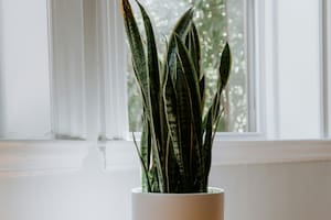 La lengua de suegra requiere algunos cuidados especiales