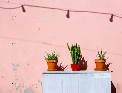 La lengua de suegra se adapta tanto a interiores como a exteriores