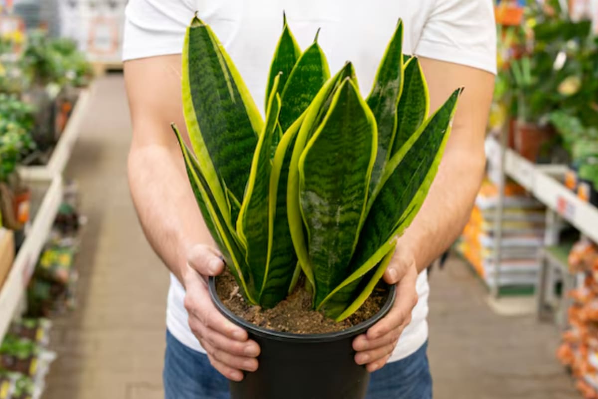 La lengua de suegra se volvió una de las plantas más elegidas por su durabilidad y facilidad para adaptarse
