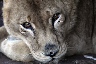El triste final de una leona exhibe el drama de los zoológicos abandonados en el país