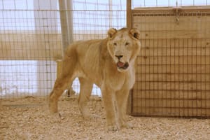 Los primeros momentos de los tigres y leones del exzoo de Luján en un santuario para un cambio de vida