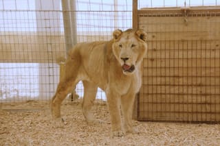 Los primeros momentos de los tigres y leones del exzoo de Luján en un santuario para un cambio de vida